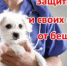 Защитите себя и своих питомцев от бешенства! - Кугарчинский район